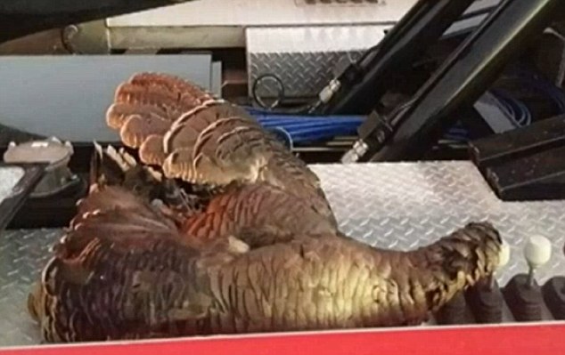 The turkey was killed on impact