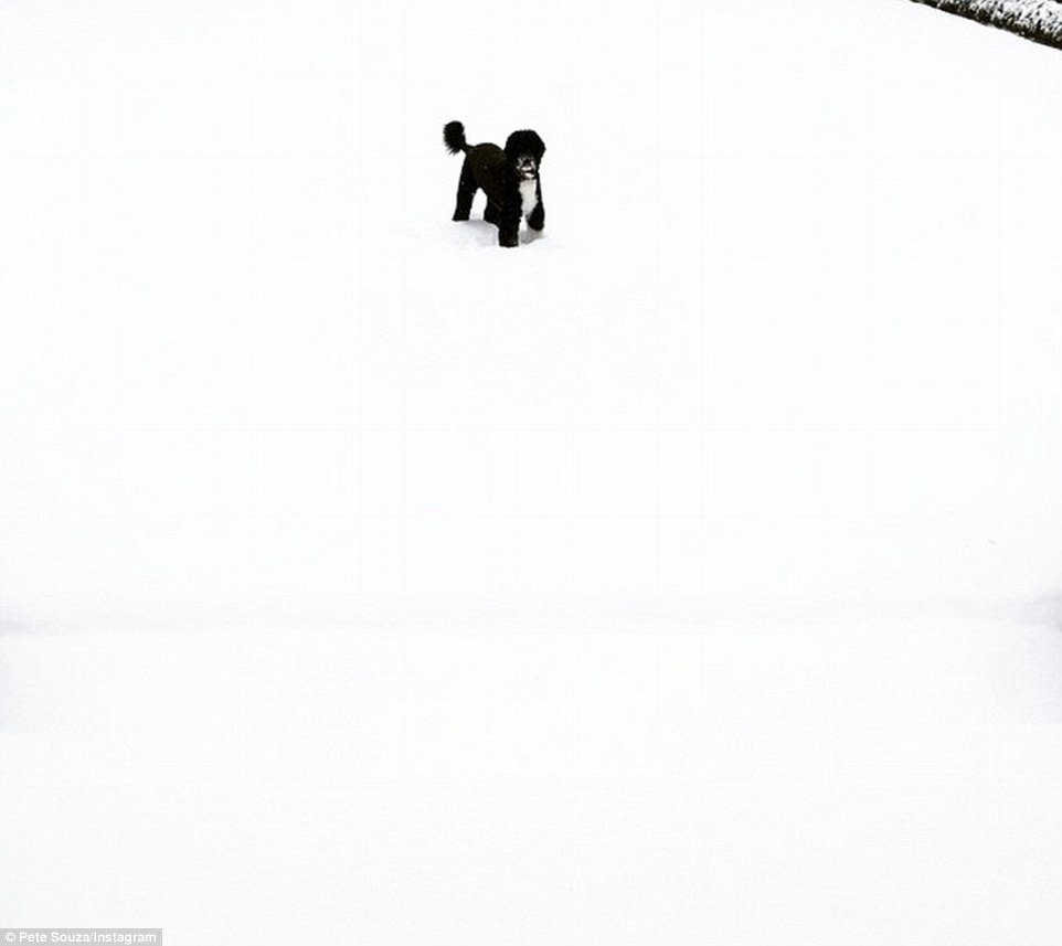 'Bo. Snow. Rose Garden.': White House photographer Pete Souza's instagram image of the first dog Bo, the Obama's dog, in the Rose garden of the White House.