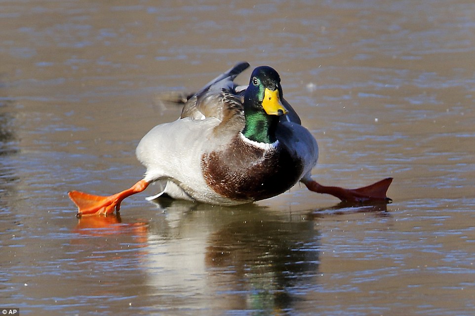 Whoops! A mallard duck attempts to walk on a frozen pond in Yukon, Oklahoma as a winter surge chilled nearly every part of America east of the Rockies this week