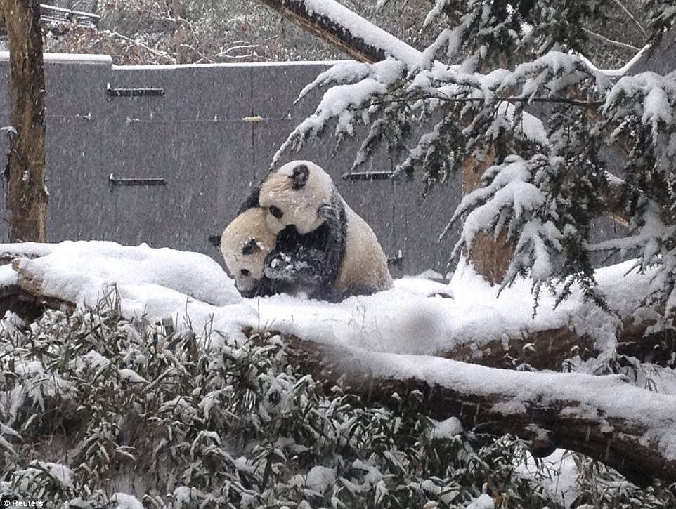 Wintry wonders: Along with tumbling down hills, Bao Bao, climbed trees and pounced on her mother Mei Xiang (pictured here) as the wintry weather hit