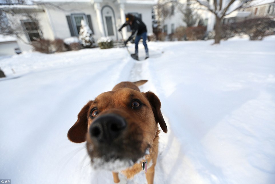 Iowa: Arnold King shovels his walkway while his dog Max plays on Tuesday, Jan. 6, 2015, along Mt. Pleasant Street in Dubuque, Iowa