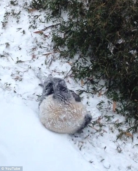 Weeee: Curled into a tight ball, she is seen using her legs to give her body extra momentum