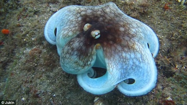 Octopuses camouflage themselves to hide from predators, and when they reveal themselves they can increase their size (shown) to make them look even more intimidating