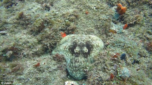 As the video progresses, the octopus starts to become visible. ‘I dove down to have a look at the shell that you can see just under where the octopus appears and as I approached the octopus came out of hiding,’ said Jonathan Gordon, the diver who captured the footage