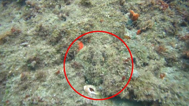 The octopus is all but invisible to the naked eye - until it starts to shed its camouflage