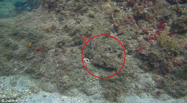 Hidden on a coral reef, the octopus prepares to deactivate its 'cloaking mechanism'