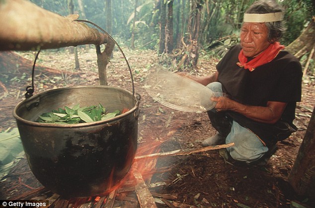 In this photo a shaman in the Coafan region boils leaves for their psychoactive proporties as used in ayahuasca, Ecuador, 2009