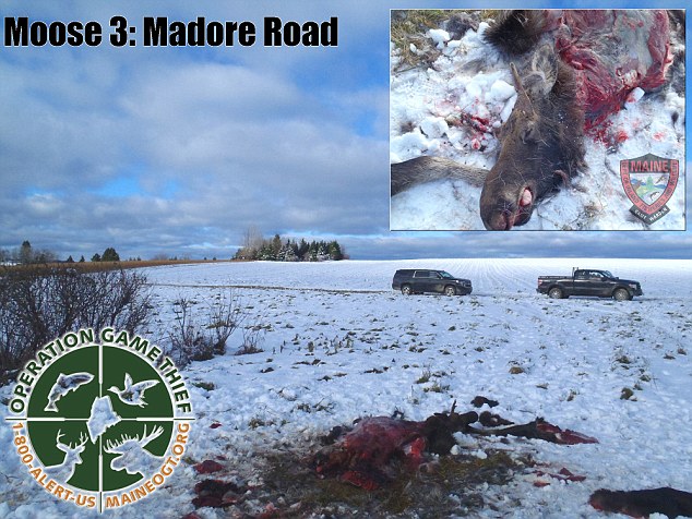 Other instances: On October 28, state game officials announced Operation Game Thief and offered a $2,500 reward for help finding the poacher who shot and killed a cow moose in a more southern part of the state.