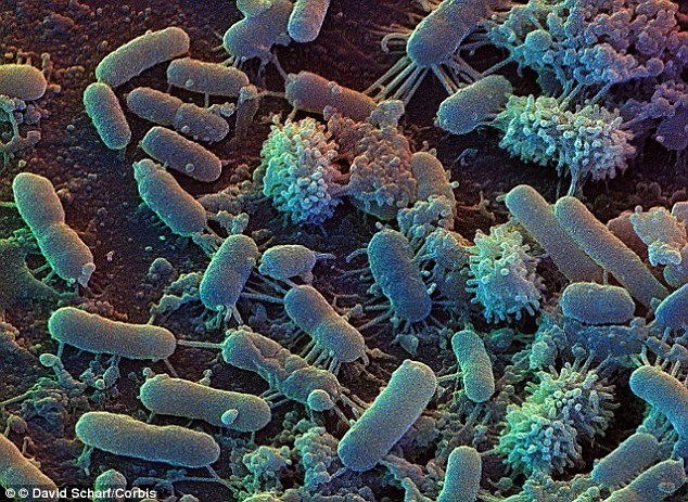 The hunt for alien life has so far focused on planets that may contain water, but scientists claim we should be looking further afield. A new study argues that bacteria (pictured) could exist on planets that contain an exotic substance known as 'supercritical' carbon dioxide
