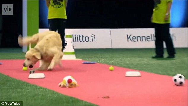 First distraction: A golden retriever has shot to worldwide fame after a hilariously bad attempt at an agility contest
