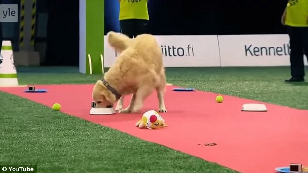 Mmm, did I eat yet? Dogs participating in the contest on Finnish TV are supposed to navigate an obstacle course of strategically placed distractions, such as plates of food, balls and plush toys