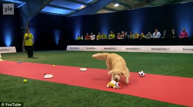It's like Christmas! With their focus and willpower on the line, some dogs pass with flying colours as they run to their owners when called, but this Golden Retriever was in heaven as he was attracted to everything in his way