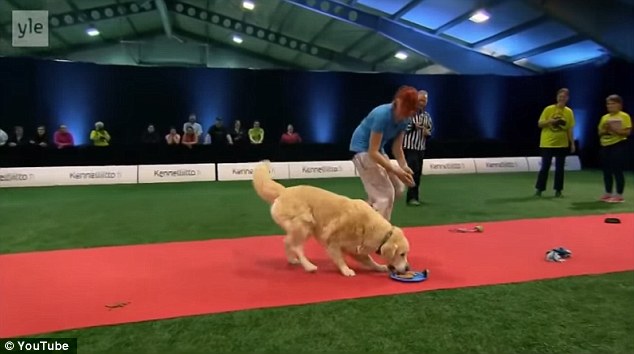 Wow, more food! This Golden Retriever had different priorities – priorities that involved a bite of every snack and a brief bit of fun with every toy in his path