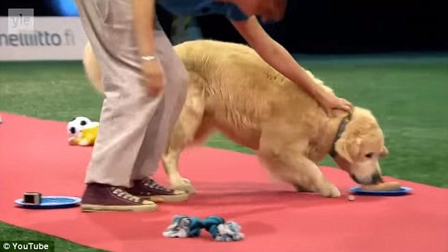 Enough is enough! This dog clearly had his priorities in order; winning the race just wasn't one of them