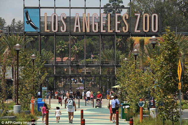 Escaped: Zookeepers, park rangers and a police helicopter joined the search after the animal was reported missing from the Los Angeles zoo on Saturday 