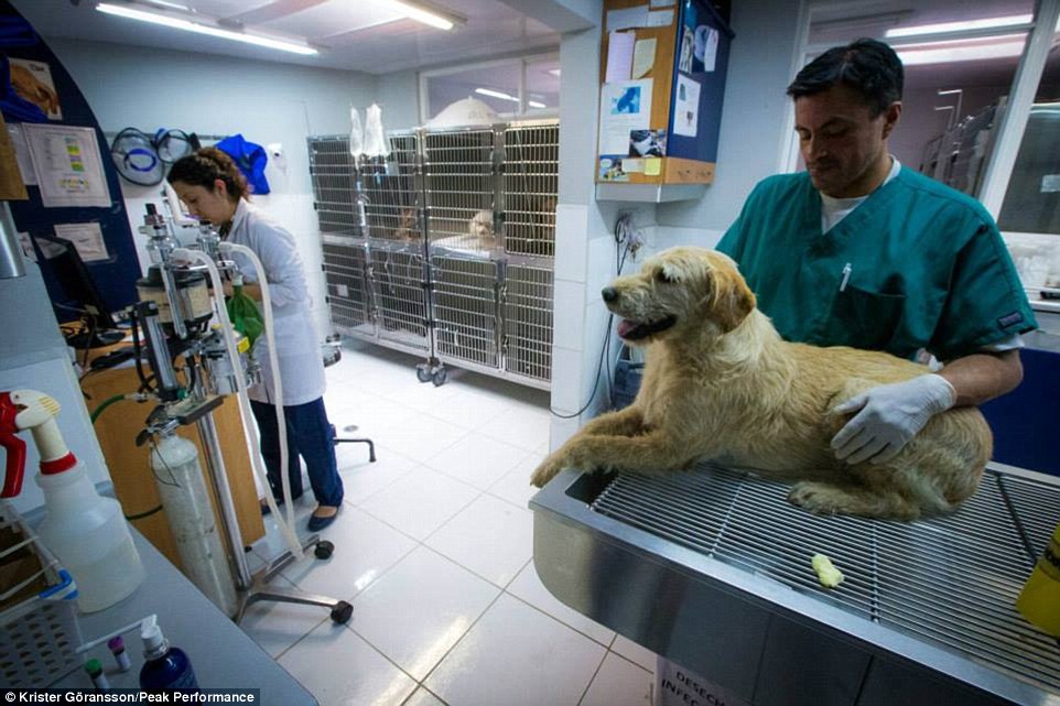Health checks: When the team finished the race, they took Arthur to Ecuador to see a vet in order to prepare him for the trip back to Sweden