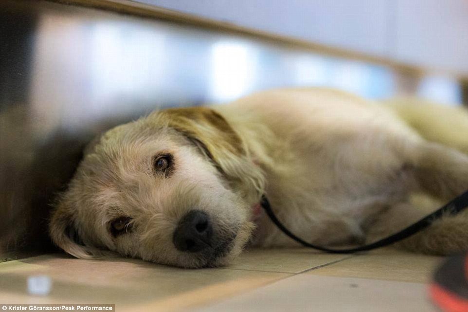 Challenge: As the team neared the finished the tasks began to take their toll on Arthur and he ended up with some injuries 