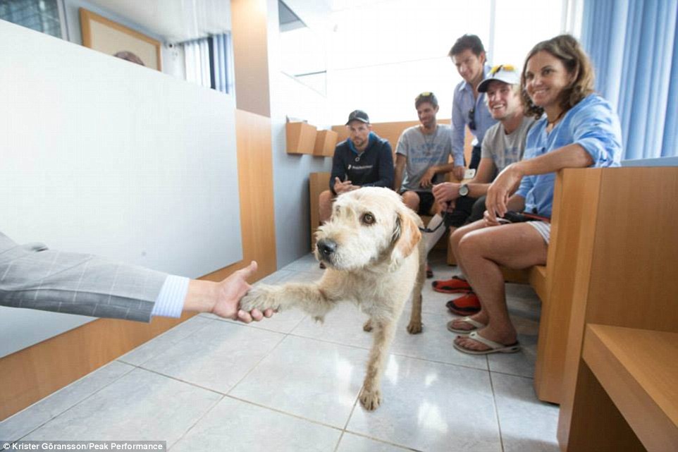Greeting: Arthur offers out his paw to one of the vets as the team wait in the clinic for him to be checked over 