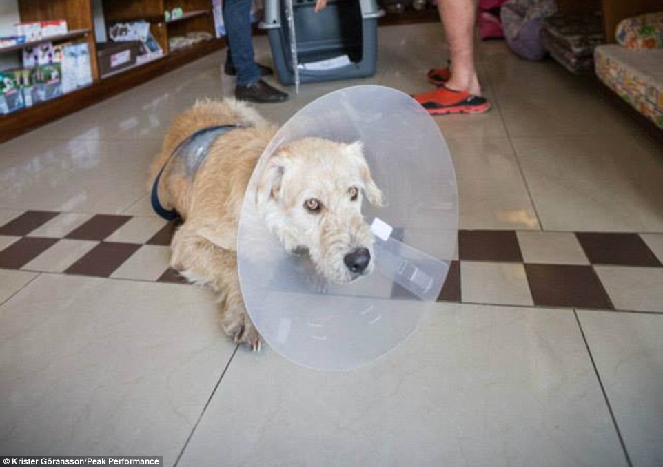 Aftermath: After the procedures were complete he was forced to wear a cone on his head. It was then that Mikael decided to adopt him and take him back to his family in Sweden