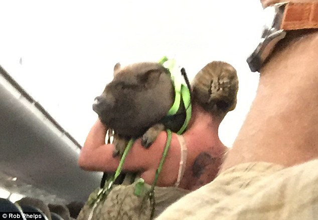 Interaction: Rob Phelps, 63, described how the woman was talking to the pig like a human during the ordeal, calling it a 'jerk' for not behaving. He added that the pig weighed around 80 pounds 