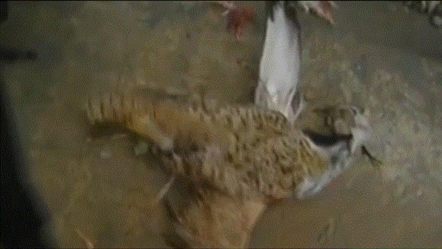 Afghan police shot dead the suspicious-looking large bird, pictured, in the north of the country