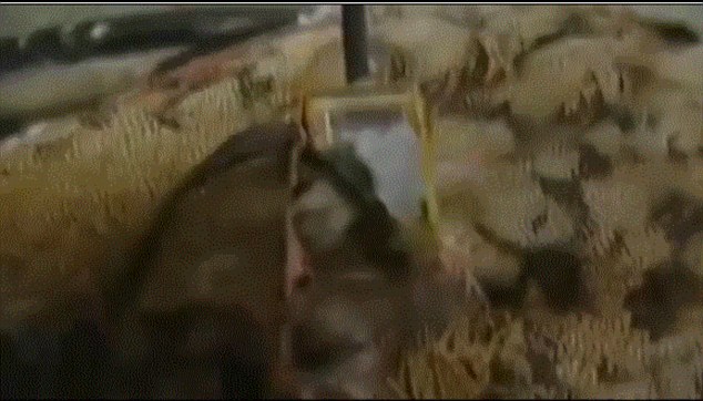 After killing the bird, soldiers found what appeared to be a GPS transmitter, pictured, 