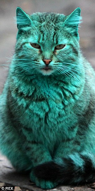 The cat was getting greener every day, according to locals