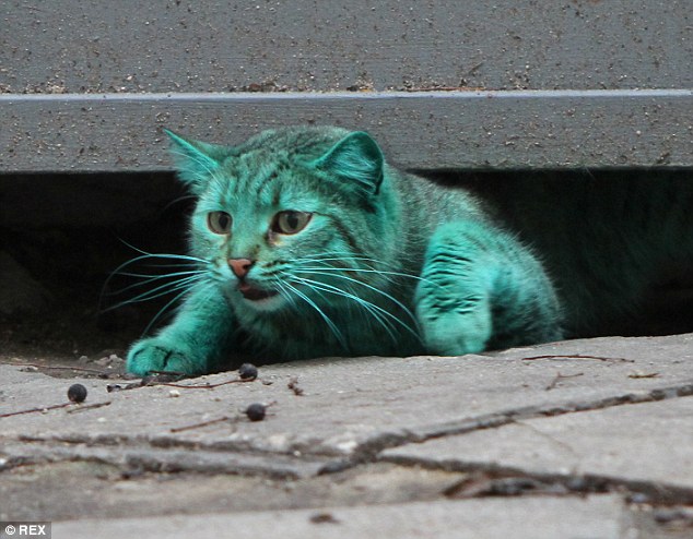 Internet sensation: The green moggy has become hugely popular with residents of the Bulgarian seaside resort since she became famous after a video of her was uploaded to YouTube