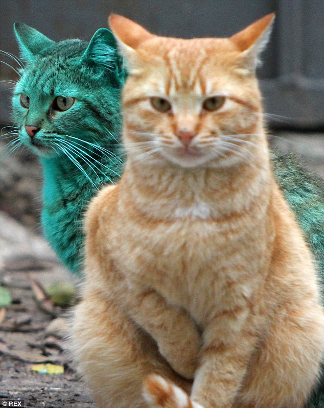 Ginger companion: The cat was pictured cosying up to another ginger moggy - believed to be her son