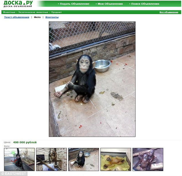 With very little regulation and a myriad of legal loopholes, a booming animal trade has grown with a shocking selection of animals - from macaques to falcons - being offered up for sale over the internet 