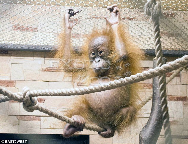 Russia's own laws do not impose curbs on nurseries which conduct their own breeding programmes of these rare animals, nor on sales of the resulting animals to wealthy people wanting exotic pet