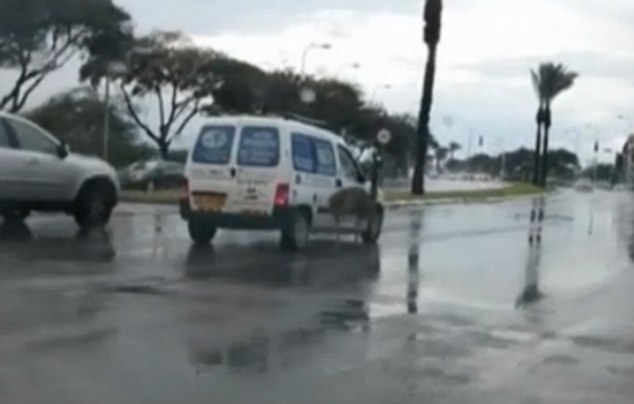 Back home: Emu was later caught by authorities and returned to its farm Sunday