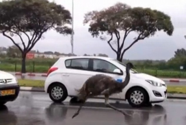 Dasher: The runaway emo caused a slight traffic problem when it began running among the cars