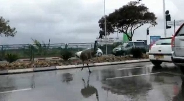 The emu was spotted running through traffic in the central Israeli town of Herzliya