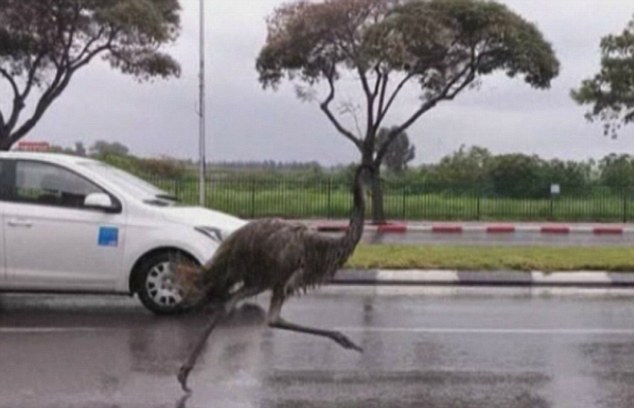 Just out for a run: The escaped emu was spotted on a main road near Tel Aviv on Sunday