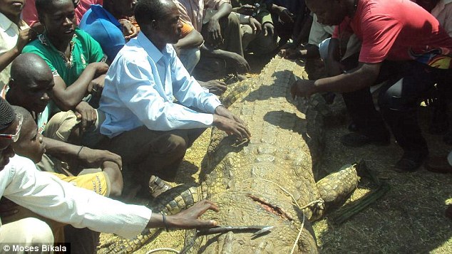 Monstrous: The crocodile was so big  Mr Batambuze's friends tried to persuade him not to take it on, but remembering his wife and unborn child he charged it with his spear and fought for 90 minutes until it died
