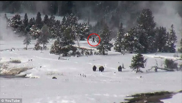 A creature roaming in Yellowstone Park (circled in red) is believed to be bigfoot by one person